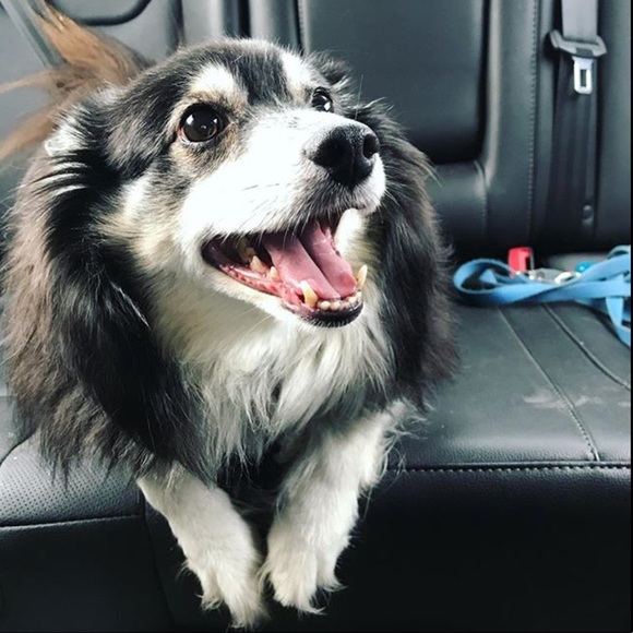 🌸 Meet Your Posh Ambassador 🌸 - Picture 2 of 5